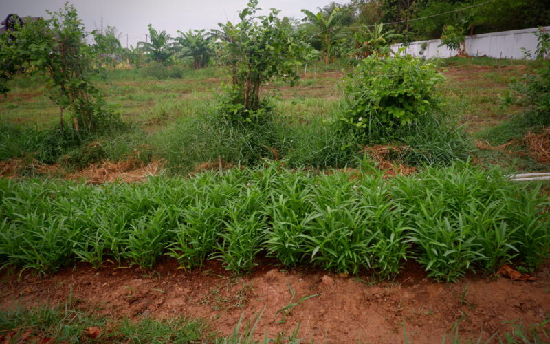 Waste Management in Bago Monastic Education; Pan Pyo Lat