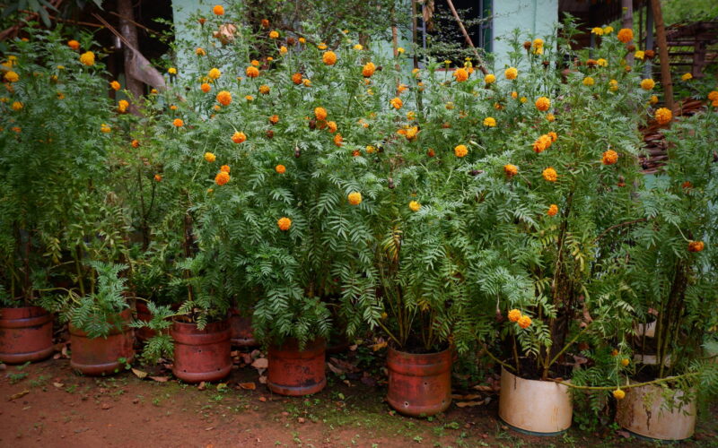Waste Management in Bago Monastic Education; Pan Pyo Lat